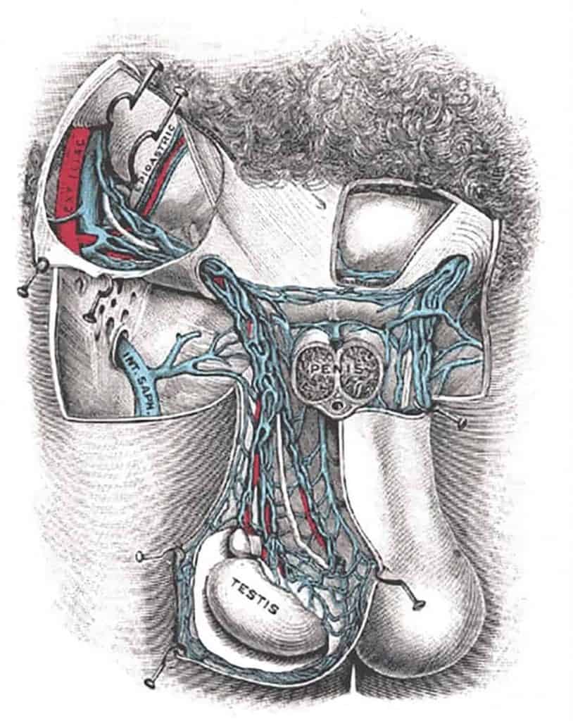 varicocele - Anatomia de Gray