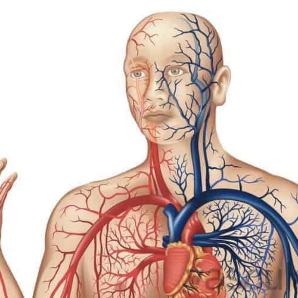 Diagrama De Arterias E Veias Humanas