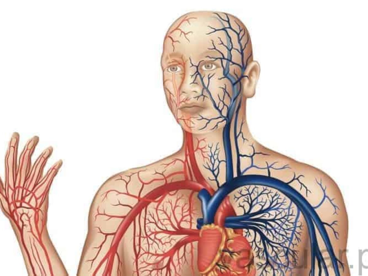 Entendendo o sistema vascular: como funciona o coração, as artérias e as  veias