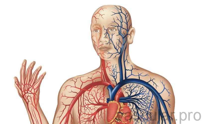 sistema vascular - Corpo humano