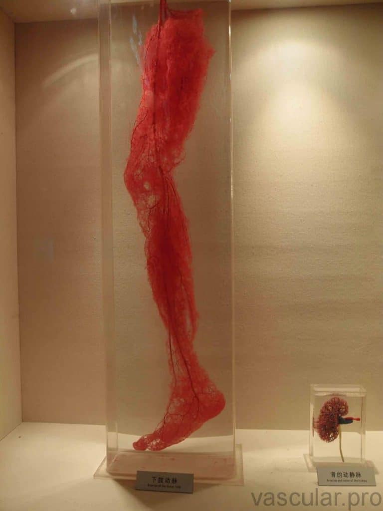 Sistema vascular nas pernas