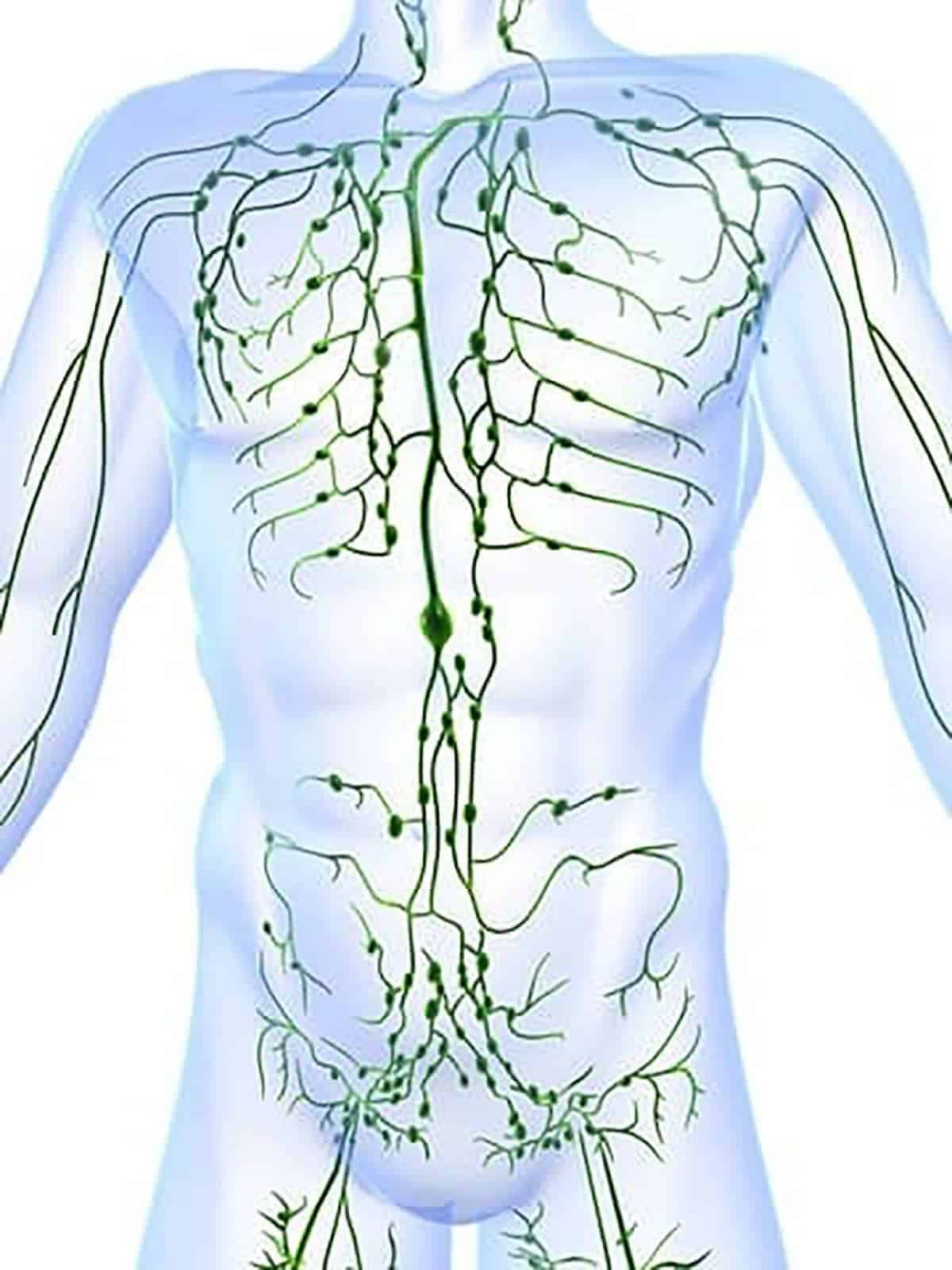 Sistema Linfático Responsável Pela Linfa Vascular Pro