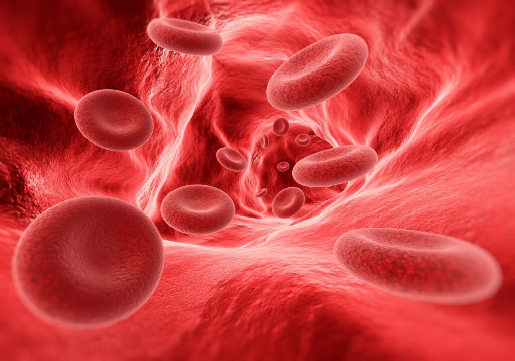 Artéria ou veia com celulas sanguineas em seu interior